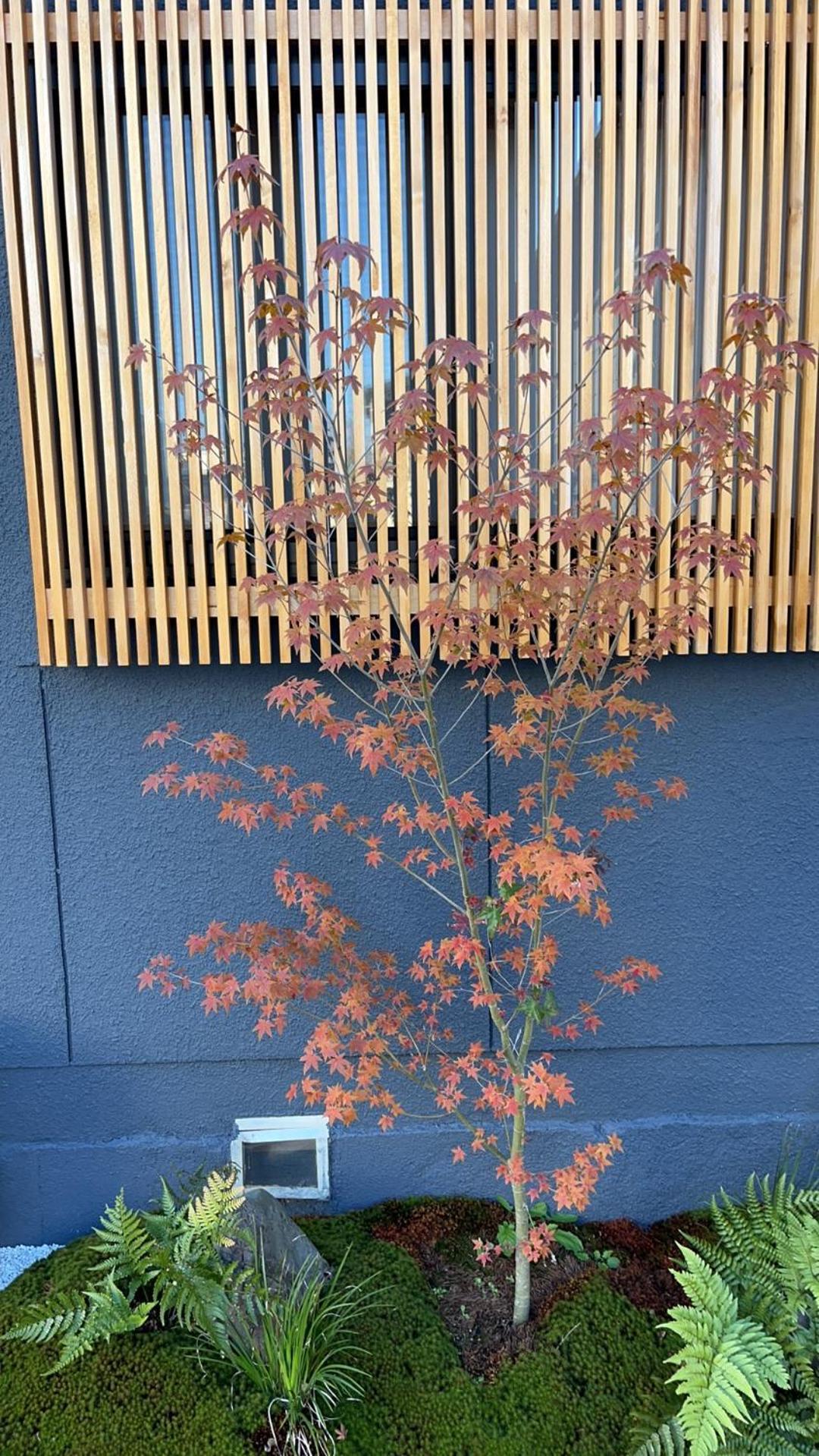 静雅の宿 Kyoto Luaran gambar